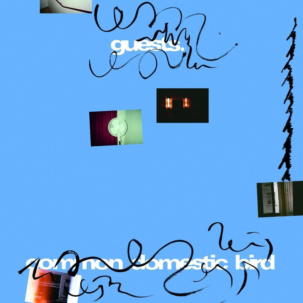 Common Domestic Bird LP